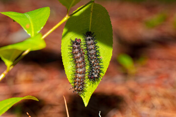 Buck moth caterpillar (Hemileuca maia, Lepidoptera: 
