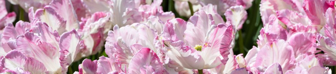 Spring nature background, closeup of field white and pink tulips on a sunny day
