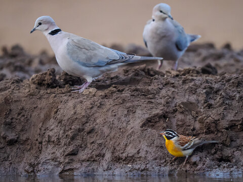 Collared doves and a bright yellow songbird perched near a muddy waterhole in a natural setting.