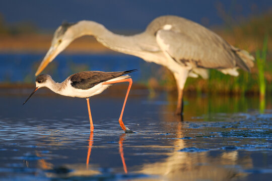 Grey heron and black-winged stilt wading side by side in shallow water during golden hour.