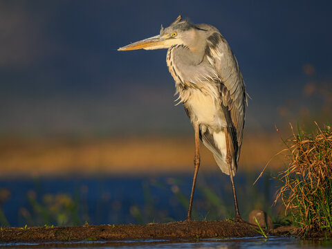 Grey heron stands in shallow water, reflected in the calm wetland during golden sunset light