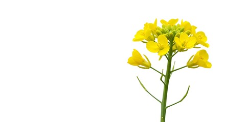 Golden Bloom: A Botanical Study