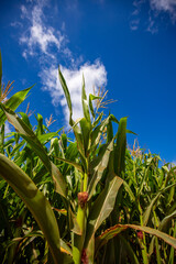 Wide view of Corn field on a sunny day