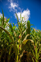 Wide view of Corn field on a sunny day