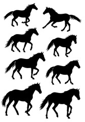 Obraz premium Elegant Horse Silhouettes: A Dynamic Black & White Collection