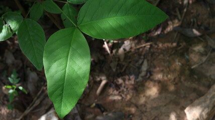 plant with green leaf on the ground. Nature background