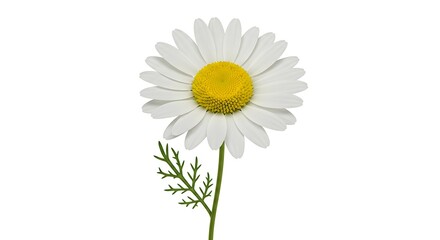 Chamomile Bloom: Crisp Detail, Botanical Art
