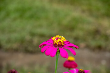 Obraz premium Closeup of vibrant fuchsia zinnia flower with yellow crown in full bloom, standing tall with soft blurry green background. Natural garden beauty captured in daylight.