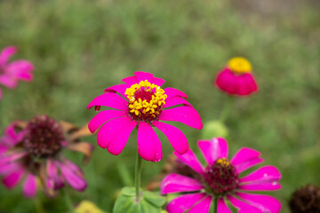 Closeup of vibrant fuchsia zinnia flower with yellow crown in full bloom, standing tall with soft...