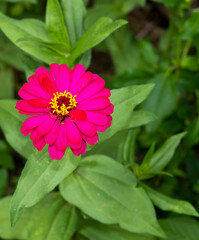 Close-up of a vivid fuchsia zinnia flower with bright yellow center, captured from top view against...