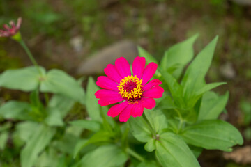 Bright fuchsia zinnia in full bloom with vibrant yellow crown, set against soft green foliage and...