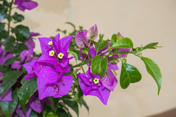 Purple bougainvillea flowers with delicate papery bracts and yellow-white centers, surrounded by lush green leaves, captured in soft natural light for a vivid tropical garden scene.