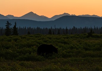 Grizzly Silhouette at Sunset: Alaskan Wilderness Majesty