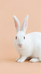 Obraz premium Cute white bunny on isolated peach background colors