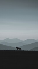 Lone Wolf, Misty Mountains: A Serene Landscape