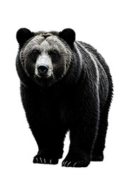 Majestic Brown Bear: A Powerful Gaze