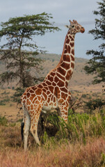 Giraffe in the wild nature. Giraff family in African savana on dry grass at safari game wild nature in Masai Mara, Amboseli, Samburu, Serengeti and Tsavo national parks of Kenya and Tanzania. Jiraff