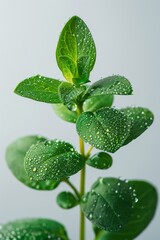 macro shot of fresh thyme sprig with dew drops, plain white background, hyper-realistic style, soft studio lighting, cool green and white tones, centered subject with minimal negative space