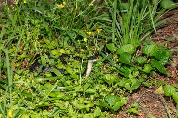Rat Snake (Pantherophis obsoletus) in North Carolina. 
The North Carolina rat snake is also known as the Eastern Rat Snake (Pantherophis alleghaniensis).