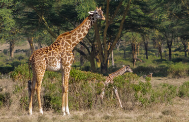 Giraffe in the wild nature. Giraff family in African savana on dry grass at safari game wild nature in Masai Mara, Amboseli, Samburu, Serengeti and Tsavo national parks of Kenya and Tanzania. Jiraff