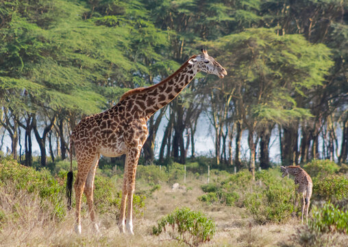 Giraffe in the wild nature. Giraff family in African savana on dry grass at safari game wild nature in Masai Mara, Amboseli, Samburu, Serengeti and Tsavo national parks of Kenya and Tanzania. Jiraff