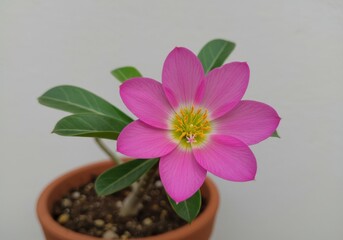 A vibrant pink bloom with yellow center in a terracotta pot against a plain backdrop