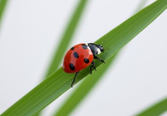 Fototapeta premium Ladybug with black spots crawling on a blade of green grass in a macro shot