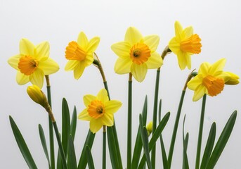 Fototapeta premium Group of yellow daffodil flowers with green stems against a white background