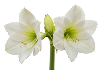 Fototapeta premium Two white amaryllis flowers and a bud on a stem against a white background