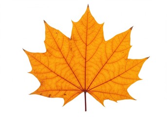 Obraz premium Isolated maple leaf with orange and yellow hues on a white background