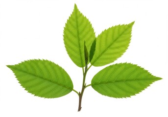 Fresh green leaves sprout, isolated against white background, symbolizing new growth