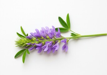 Fototapeta premium Purple crownvetch flower with green leaves on a white background, studio shot
