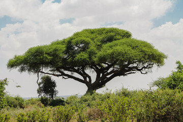 Trees and cactus landscape in Africa savannah bush in the desert. Vachellia tree in savannah african desert landscape, acacia trees. African typical landscape at safari game ranch in Kenya, Tanzania
