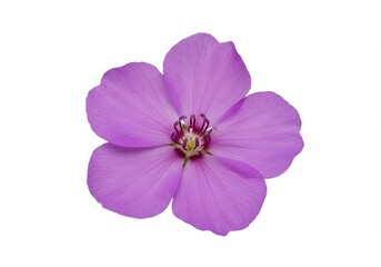 Fototapeta premium Single tibouchina flower with five petals, isolated on white background