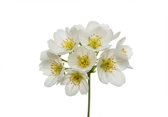 Obraz premium Mock orange blossom cluster with white petals and yellow stamens on white background