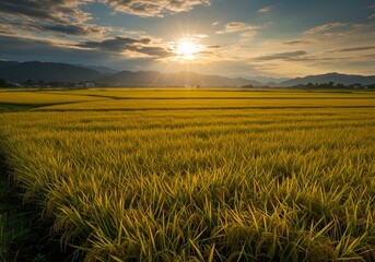 Obraz premium Golden Rice Fields at Sunset with Mountain Horizon in Rural Landscape