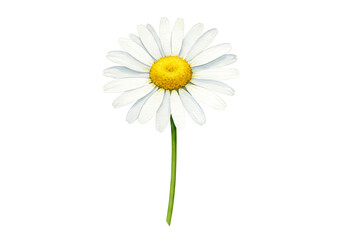 Watercolor Daisy: Delicate Floral Illustration on White