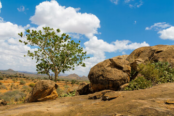 Trees and cactus landscape in Africa savannah bush in the desert. Vachellia tree in savannah african desert landscape, acacia trees. African typical landscape at safari game ranch in Kenya, Tanzania © Yuliia