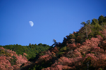 紅葉した山の日暮れと月
