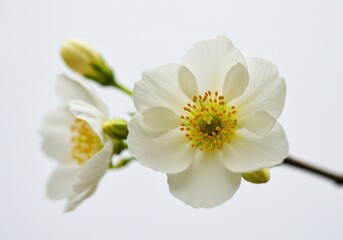 Obraz premium Close-up of white flowers with yellow centers and buds against white background