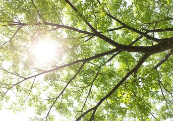 Fototapeta premium Sunlight through green leaves and branches of a tree viewed from below