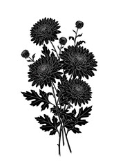 Elegant Black and White Chrysanthemum Illustration