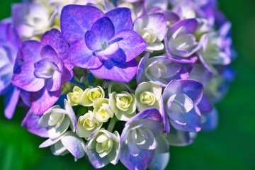 青と白の紫陽花