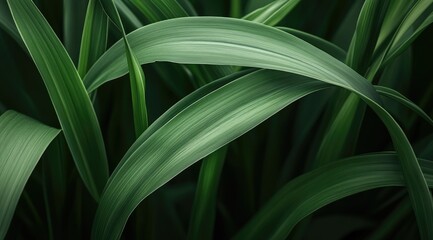 Obraz premium Lush, verdant foliage with long, slender leaves. Deep green hues and shadows create a rich texture