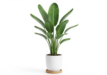Strelitzia reginae plant in a white pot, isolated on white background