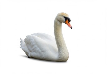 Fototapeta premium Mute swan resting on a white background with its head and neck extended