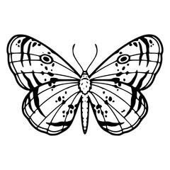 detailed butterfly outline design