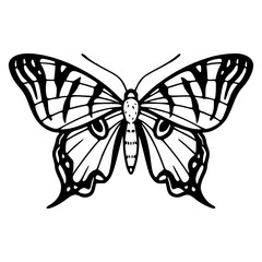 detailed butterfly outline design