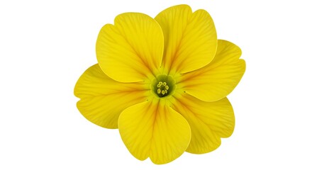 Sunlit Petals