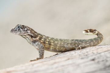 Macrophotograph of a Leiocephalus carinatus, commonly known as the northern curly-tailed lizard or saw-scaled curly-tailed lizard
